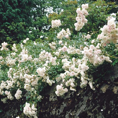 Törpe ágyásrózsa - Rosa 'Sea Foam'