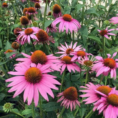 Bíbor kasvirág - Echinacea purpurea 'Prairie Splendor Rose Compact'