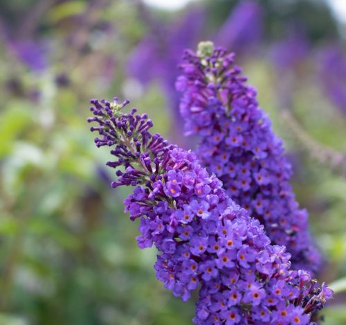 Kék nyáriorgona - Buddleja davidii 'Empire Blue'