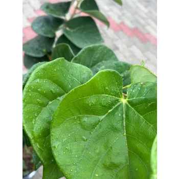   Cercis chinensis 'Avondale' – kínai júdásfa K7,5 100/150