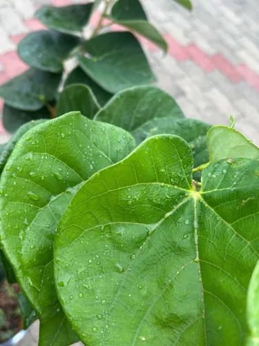 Cercis chinensis 'Avondale' – kínai júdásfa K7,5 100/150
