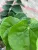 Cercis chinensis 'Avondale' – kínai júdásfa K7,5 100/150