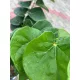 Cercis chinensis 'Avondale' – kínai júdásfa K7,5 100/150
