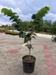 Cercis chinensis 'Avondale' – kínai júdásfa K7,5 100/150