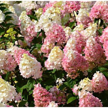   Bugás hortenzia - Hydrangea paniculata 'Mega Pearl' K3