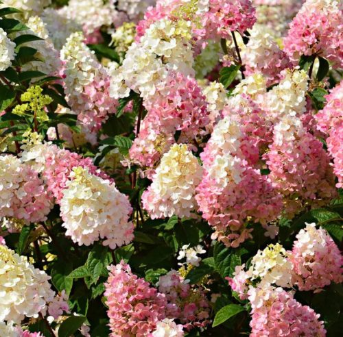 Bugás hortenzia - Hydrangea paniculata 'Mega Pearl' K3