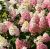Bugás hortenzia - Hydrangea paniculata 'Mega Pearl' K3