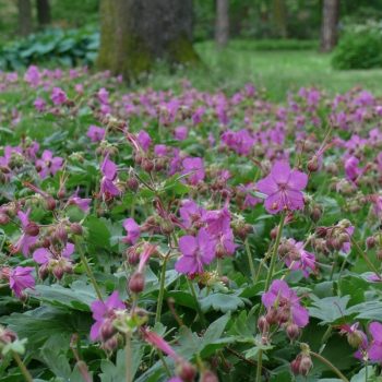   Illatos gólyaorr - Geranium macrorrhizum 'Sandy's Smile'