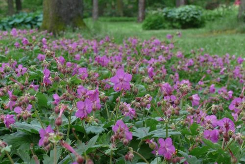 Illatos gólyaorr - Geranium macrorrhizum 'Sandy's Smile'