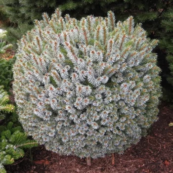 Szitka luc - Picea sitchensis 'Tenas'