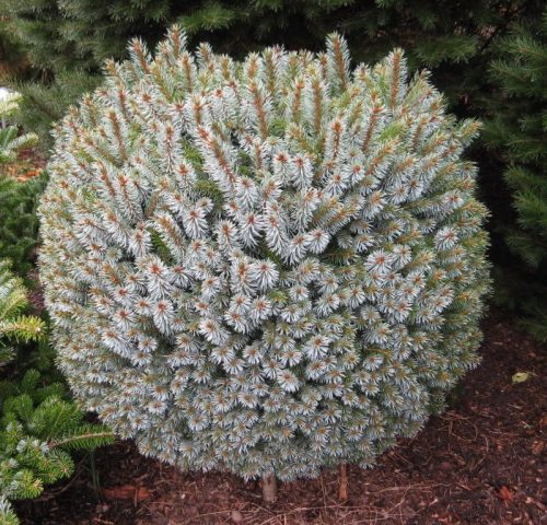 Szitka luc - Picea sitchensis 'Tenas'