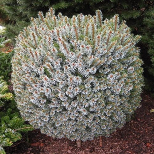 Szitka luc - Picea sitchensis 'Tenas'