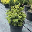Szitka luc - Picea sitchensis 'Tenas'
