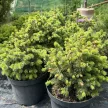 Szitka luc - Picea sitchensis 'Tenas'
