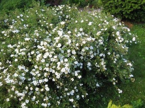 Fehér virágú cserjés pimpó - Potentilla fruticosa 'Abbotswood'