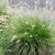 Kínai tollborzfű - Pennisetum alopecuroides 'Little Bunny'