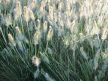 Kínai tollborzfű - Pennisetum alopecuroides 'Little Bunny'