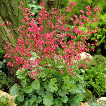   Vérvörös tűzeső - Heuchera sanguinea 'Leuchtkafer'