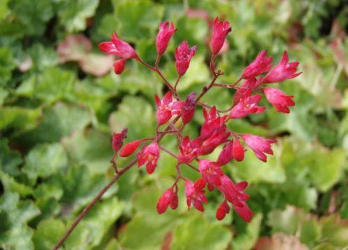 Vérvörös tűzeső - Heuchera sanguinea 'Leuchtkafer'