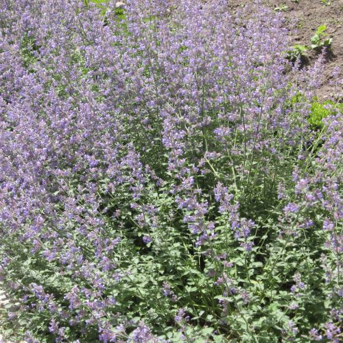 Macskamenta - Nepeta x faassenii 