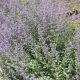 Macskamenta - Nepeta x faassenii 
