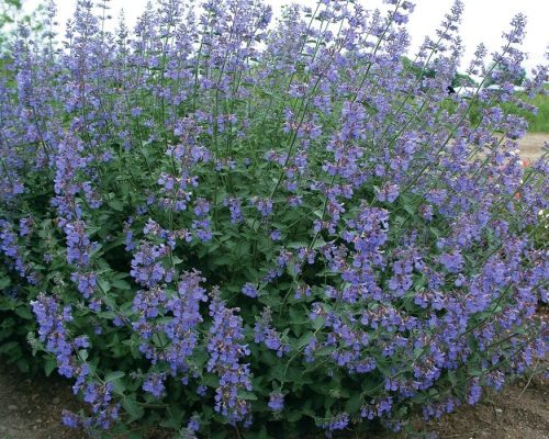 Macskamenta - Nepeta x faassenii 'Six Hills Giant'