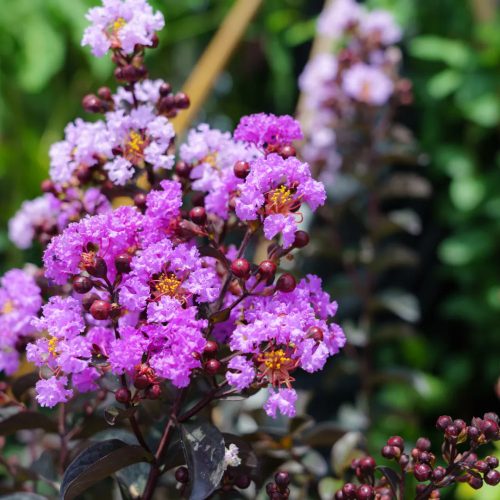 Kínai selyemmirtusz - Lagerstroemia indica 'Purely Purple'