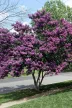 Kínai selyemmirtusz - Lagerstroemia indica 'Purely Purple'