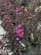 Kínai selyemmirtusz - Lagerstroemia indica 'Purely Purple'