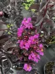 Kínai selyemmirtusz - Lagerstroemia indica 'Purely Purple'