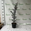 Kínai selyemmirtusz - Lagerstroemia indica 'Purely Purple'