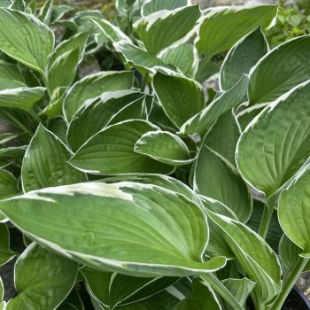 Árnyékliliom - Hosta 'Francee'