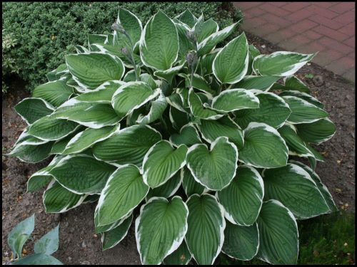 Árnyékliliom - Hosta 'Francee'