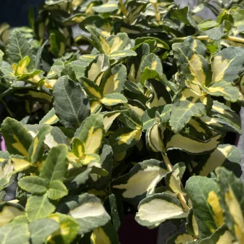   Euonymus fortunei 'Blondy' – Sárga-tarka levelű kecskerágó K1,5