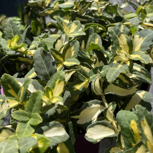 Euonymus fortunei 'Blondy' – Sárga-tarka levelű kecskerágó K1,5