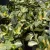 Euonymus fortunei 'Blondy' – Sárga-tarka levelű kecskerágó K1,5