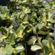Euonymus fortunei 'Blondy' – Sárga-tarka levelű kecskerágó K1,5