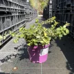 Euonymus fortunei 'Blondy' – Sárga-tarka levelű kecskerágó K1,5