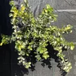 Euonymus fortunei 'Blondy' – Sárga-tarka levelű kecskerágó K1,5