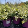Euonymus fortunei 'Blondy' – Sárga-tarka levelű kecskerágó K1,5