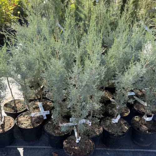 Cupressus arizonica 'Fastigiata' - oszlopos arizonai ciprus K3 30/40