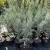 Cupressus arizonica 'Fastigiata' - oszlopos arizonai ciprus K3 30/40