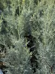 Cupressus arizonica 'Fastigiata' - oszlopos arizonai ciprus K3 30/40