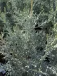 Cupressus arizonica 'Fastigiata' - oszlopos arizonai ciprus K3 30/40