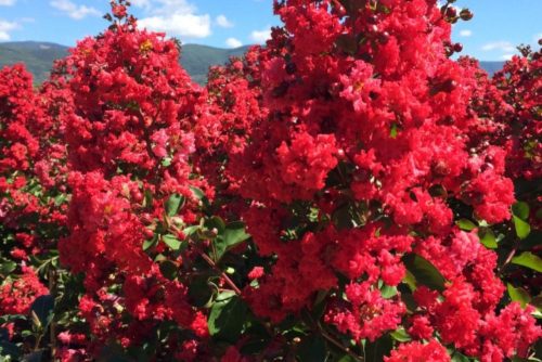 Kínai selyemmirtusz - Lagerstroemia indica 'Red Imperator'