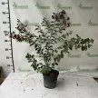 Kínai selyemmirtusz - Lagerstroemia indica 'Red Imperator'