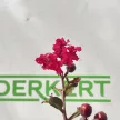 Kínai selyemmirtusz - Lagerstroemia indica 'Red Imperator'