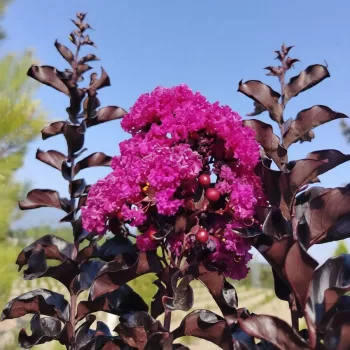   Lagerstroemia Indica 'Raspberry Sorbet' - Selyemmirtusz K15 100/120