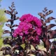 Lagerstroemia Indica 'Raspberry Sorbet' - Selyemmirtusz K15 100/120