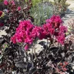 Lagerstroemia Indica 'Raspberry Sorbet' - Selyemmirtusz K15 100/120